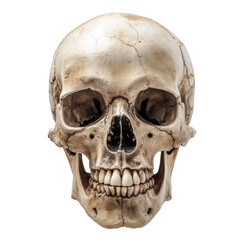 Obraz premium Human skull model for educational purposes in anatomy classes on a transparent background