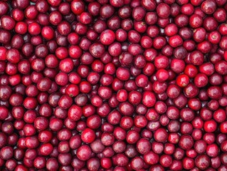 With Fruit in Garden