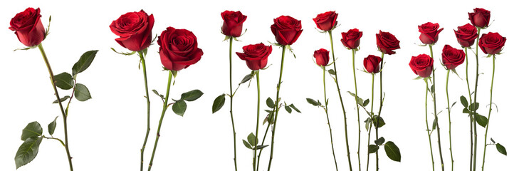 Obraz premium Set of red roses on a transparent background. Concept of beautiful flowers.