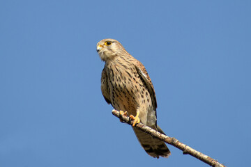 turmfalke