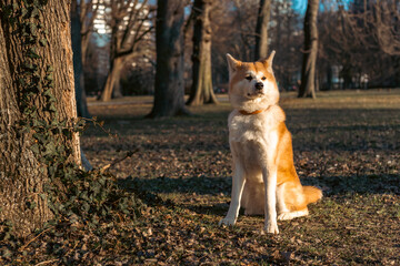 akita inu dog sitting calmly in park on grass near a tree in golden hour