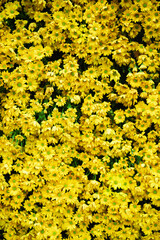 Yellow daisy pom flower background wall decoration at flower festival in Hanoi, Vietnam, classic daisies shape with smaller vibrant color heads set on a sturdy stem, natural elegance wallpaper
