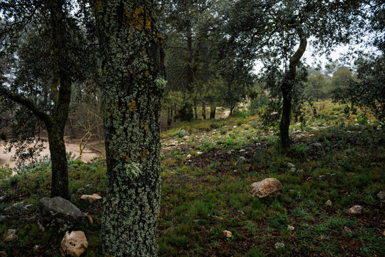 Liquenes en tronco de carrasca Quercus ilex en invierno, Alcoy, Espa&ntilde;a