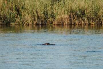 Fototapeta premium Hippopotamus swimming in Zambezi river in Zimbabwe