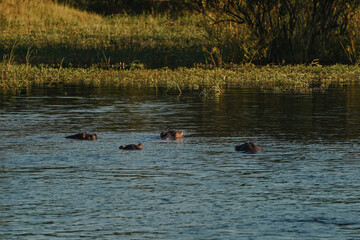 Hippopotamus swimming in Zambezi river in Zimbabwe