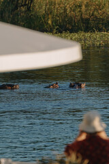 Tourist watching at hippopotamus swimming close the boat in Zambezi river in Zimbabwe