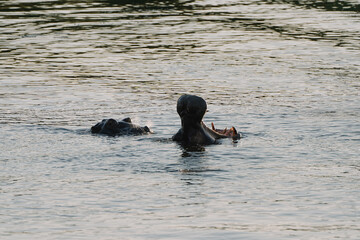 Hippopotamus swimming in Zambezi river in Zimbabwe