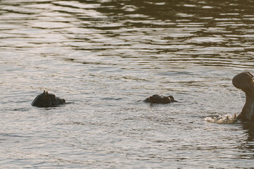 Hippopotamus swimming in Zambezi river in Zimbabwe