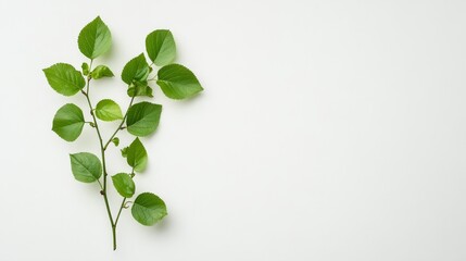 Obraz premium Fresh Green Leaves on Minimalist Background for Nature Themes