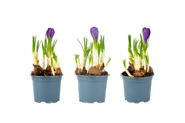 Three Potted Purple Crocuses on a white background