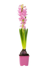 Pink Hyacinth in a Pink Pot isolated on a white background
