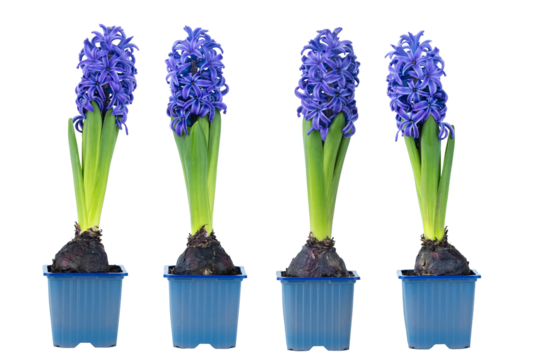 Four Blue Hyacinths in a Row on a white backgorund