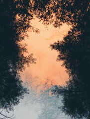 Silhouetted tree branches frame a serene sky during twilight hour