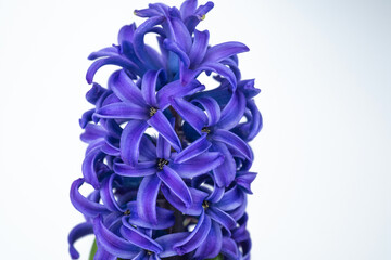 Close-Up of Blue Hyacinth Bloom on a white background