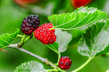 Fresh mulberry, green and red mulberries on the branch of tree.The berries of the mulberry...