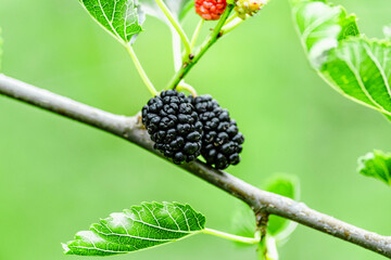 Fresh mulberry, green and red mulberries on the branch of tree.The berries of the mulberry...