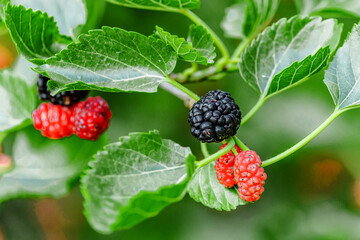 Fresh mulberry, green and red mulberries on the branch of tree.The berries of the mulberry...