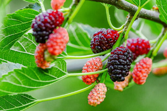 Fresh mulberry, green and red mulberries on the branch of tree.The berries of the mulberry tree.Summer harvest. Gifts of nature
