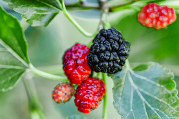 Fresh mulberry, green and red mulberries on the branch of tree.The berries of the mulberry...
