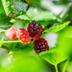 Fresh mulberry, green and red mulberries on the branch of tree.The berries of the mulberry...