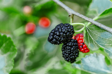 Fresh mulberry, green and red mulberries on the branch of tree.The berries of the mulberry...