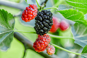 Fresh mulberry, green and red mulberries on the branch of tree.The berries of the mulberry...
