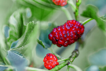 Fresh mulberry, green and red mulberries on the branch of tree.The berries of the mulberry...