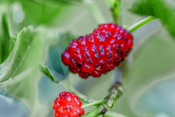 Fresh mulberry, green and red mulberries on the branch of tree.The berries of the mulberry...
