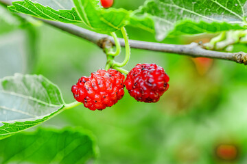 Fresh mulberry, green and red mulberries on the branch of tree.The berries of the mulberry...