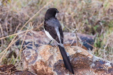 bird on the ground