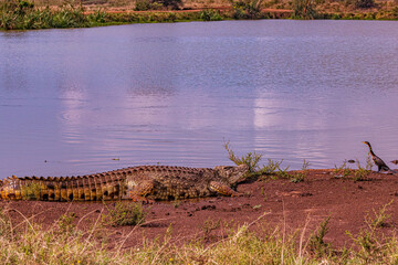 lake in the serengeti tanzania