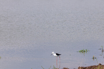 white stork in the water