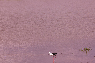 pink flamingos in the water