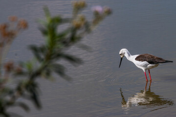 black crowned night heron