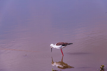great blue heron ardea cinerea