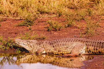crocodile in the water