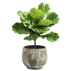 Fiddle Leaf Fig Plant In A Pot On White Background. Stylish Home Decor.