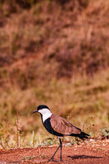 black winged blackbird