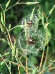 A gentle breeze carries dandelion seeds into the open air as they light up in the afternoon sun revealing a vibrant garden filled with greenery and serene beauty