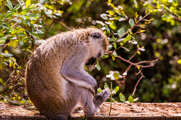 Monkey  wildlife Nairobi National Park Kenya east Africa