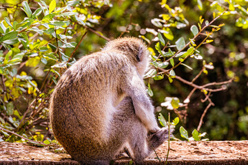 Monkey  wildlife Nairobi National Park Kenya east Africa
