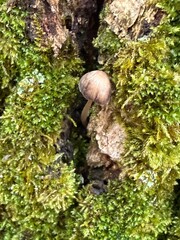 A small mushroom peeks through vibrant moss on tree bark showcasing the intricate details of forest life. This moment highlights the harmony between fungi and greenery in a serene woodland space