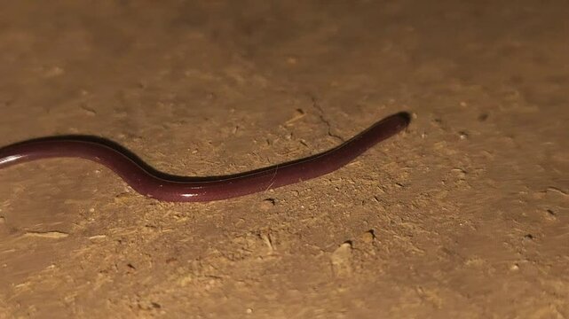 Indotyphlops braminus, commonly known as the brahminy blind snake