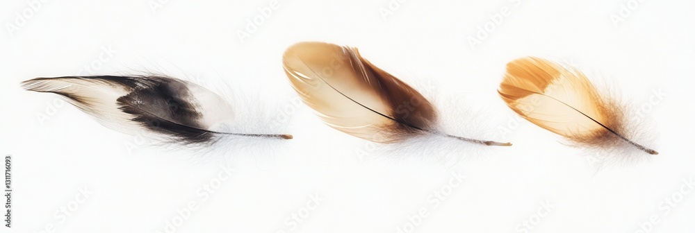 Fototapete soft feathers float gracefully against a white background creating a dreamlike, high key effect idea