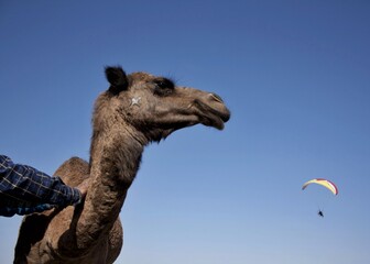 
A tamed camel and a paraglider in the sky