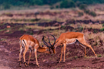impala antelope in the savannah