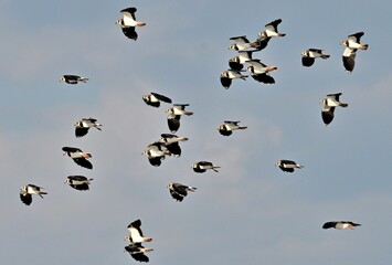 Kiebitze im Flug