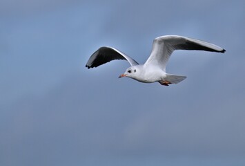 Lachmöwe im Flug