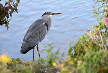 Graureiher am Ufer