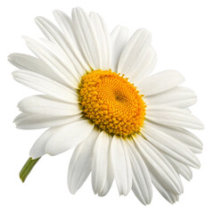 Fototapeta premium Classic White Daisy